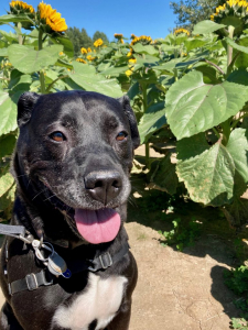 Rolo, 11-year old pitbull mix, standing in sunflower field.